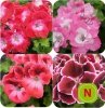 Pelargonia Angielski mix 6 sztuk